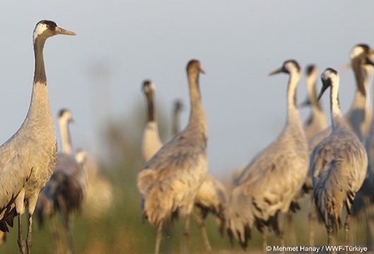 Turnalar, Brisa ve WWF’nin Koruması Altında