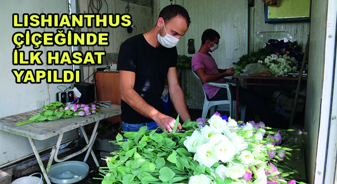 Lishianthus Çiçeğinde İlk Hasat Yapıldı