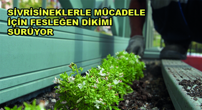 Sivrisineklerle Mücadele İçin Fesleğen Dikimi Sürüyor