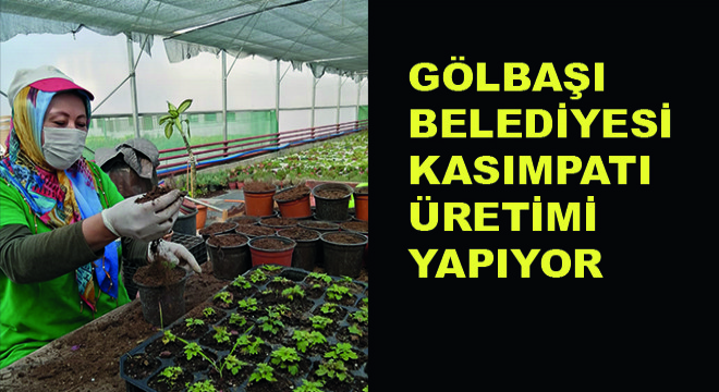 Gölbaşı Belediyesi Kasımpatı Üretimi Yapıyor