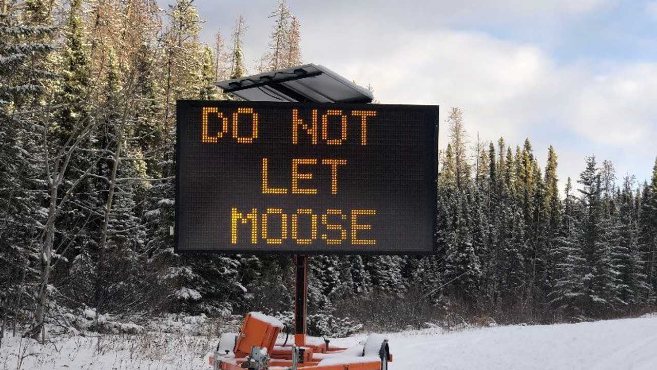 Kanadalıların yeni sorunu: “araçları yalayan geyikler”
