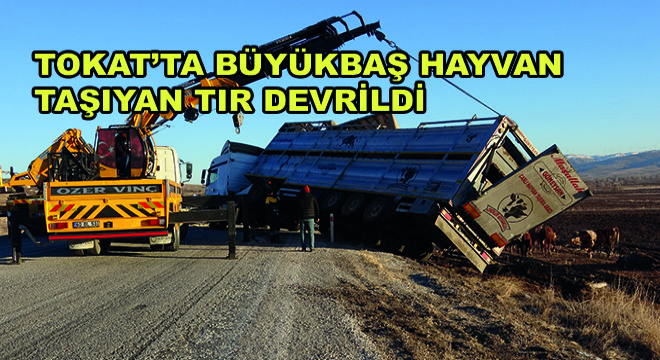 Tokat’ta Büyükbaş Hayvan Taşıyan Tır Devrildi