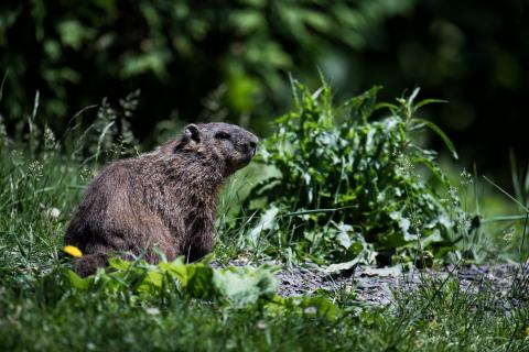 Groundhog Day: Why Montreal’s resident rodents are a notorious pest for F1