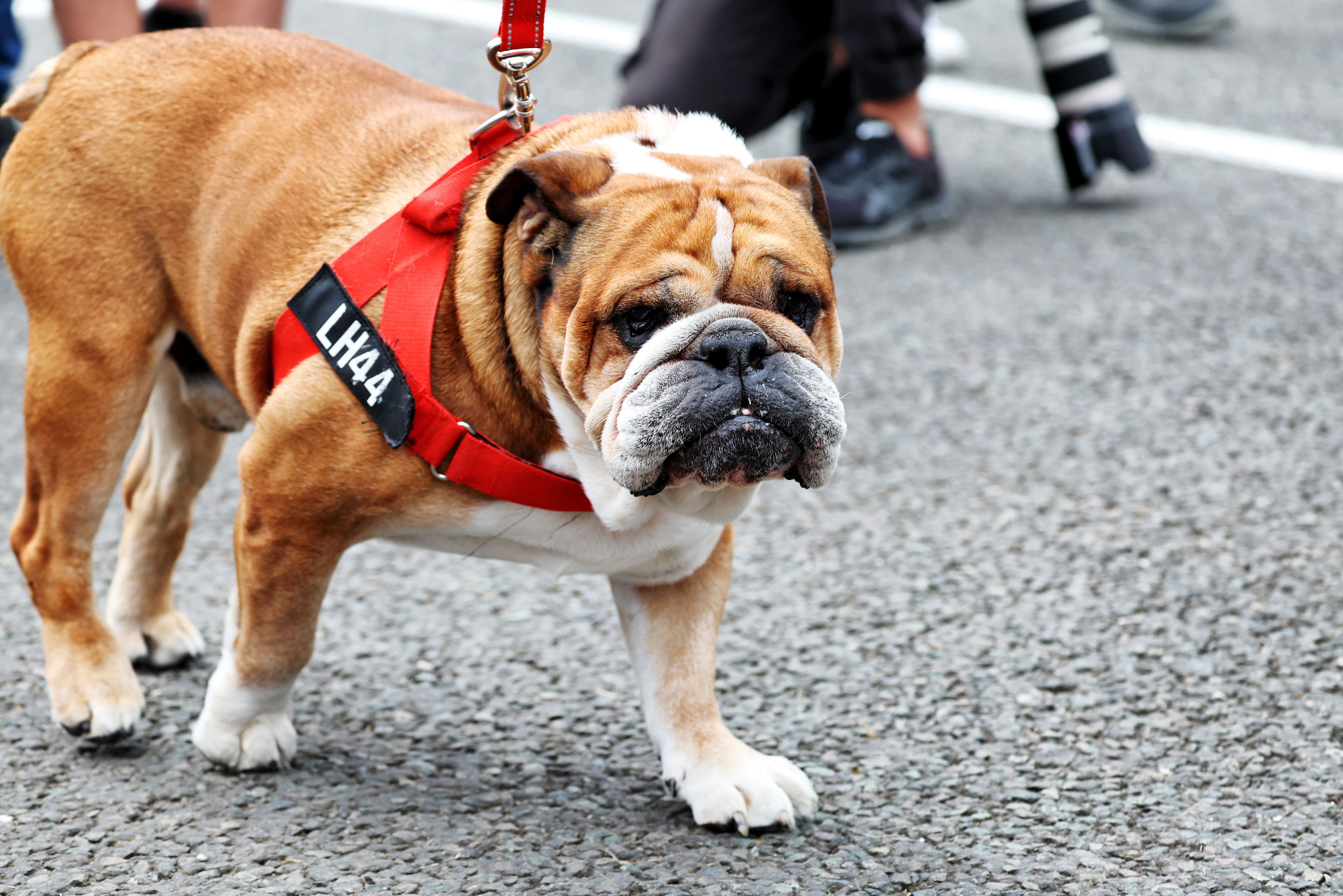 Lewis Hamilton confirms heartbreaking death of pet bulldog Roscoe