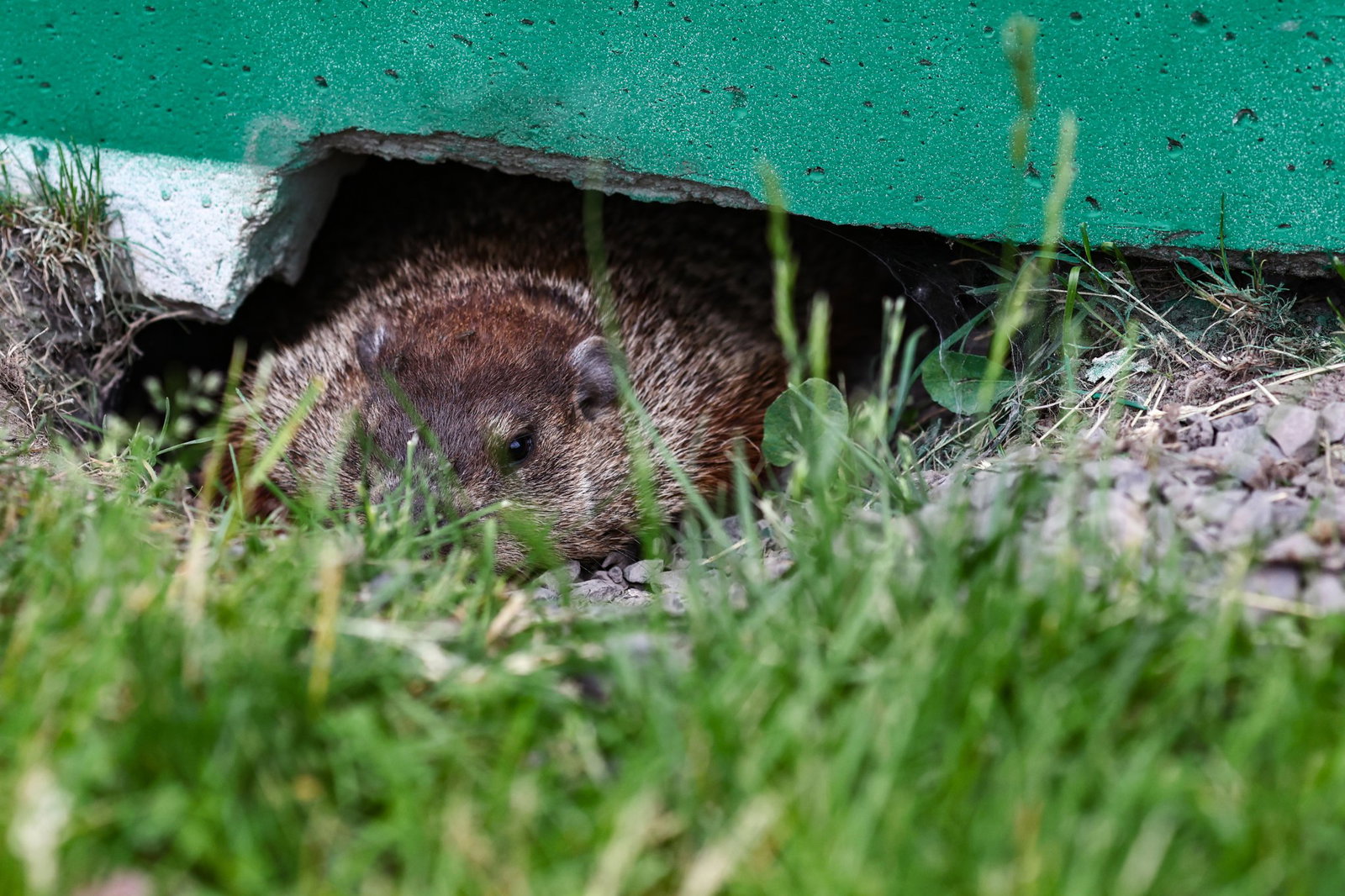 Alex Albon hits groundhog: Why Montreal’s resident rodents are a hazard at the F1 Canadian Grand Prix